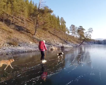 dogs-running-on-a-crystal-clear-lake