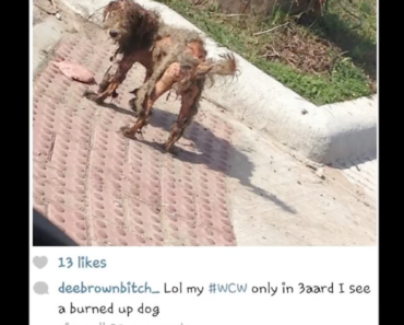 homeless-dog-bullied-on-instagram