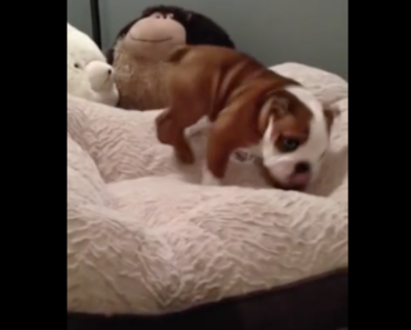 bulldog-puppy-gets-a-memory-foam-bed