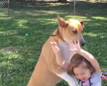 jack-the-dog-lands-on-child