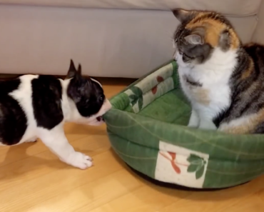 french-bulldog-puppy-reclaims-bed