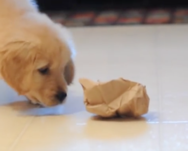 Golden-Retriever-Puppy-Hates-Paper-Bags