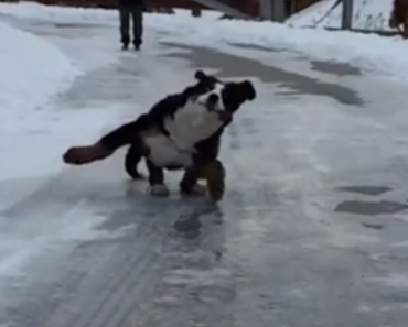 bernese-mountain-dog-slips-on-snow