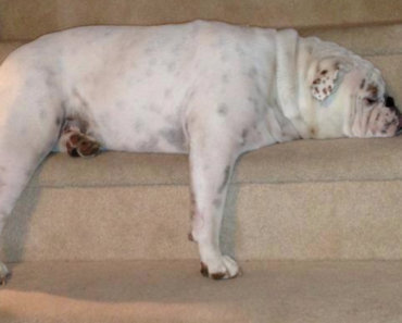 9-sleeping-places-every-bulldog-owner-can-relate-to