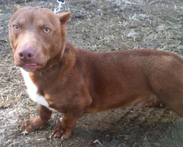 Rami the Dachshund Pitbull Mix needs a home