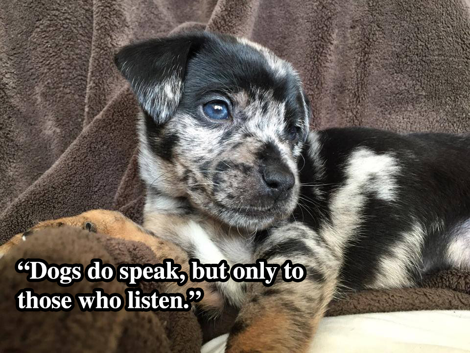 10 Dog Quotes That Capture The Bond Between Dogs And Their 