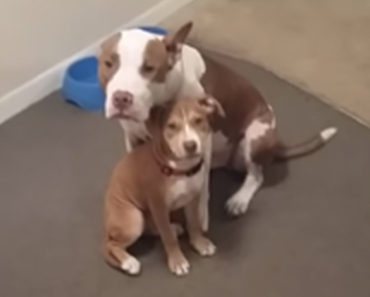 Guilty Pit Bulls