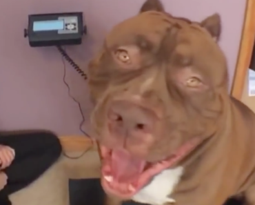 hulk-the-pitbull-173-pounds