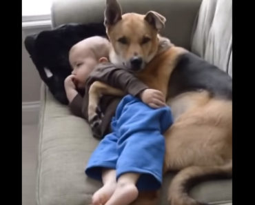 Toddler and rescue dog caught doing something cute!