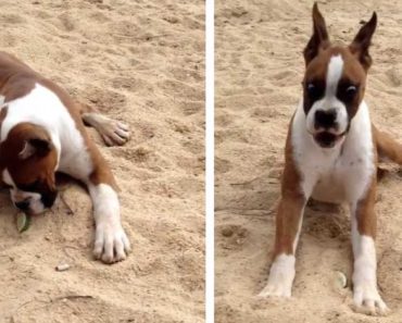 This Boxer’s Reaction To A Lime Made Me LOL