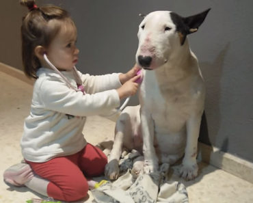 Bull Terrier Is Best Patient Ever For His Little Doctor Friend