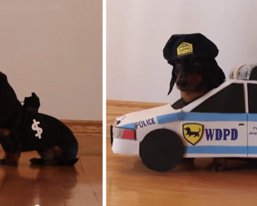 Crusoe and Oakley the Dachshunds Play Cops and Robbers