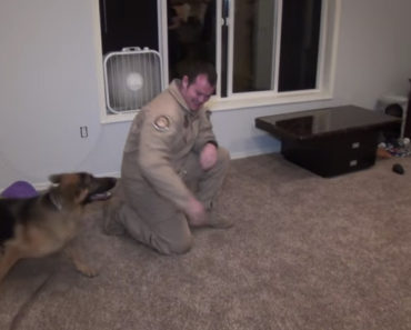 Harley the Dog Welcomes Soldier Dad Home