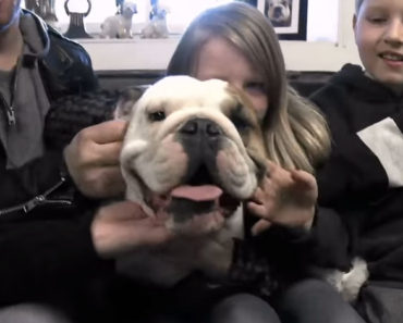 Igor The Bulldog Kennel Makeover