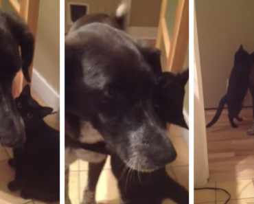 Jasper the Cat Misses Bow-Z The Dog SO Much after 10 Days Apart