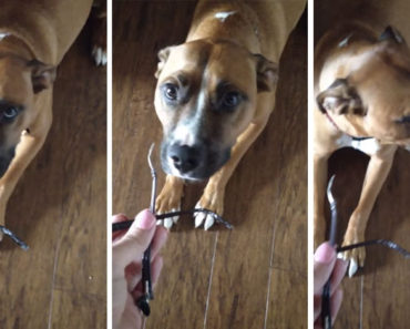 Rooney The Guilty Dog Eats Glasses And Gets Caught!