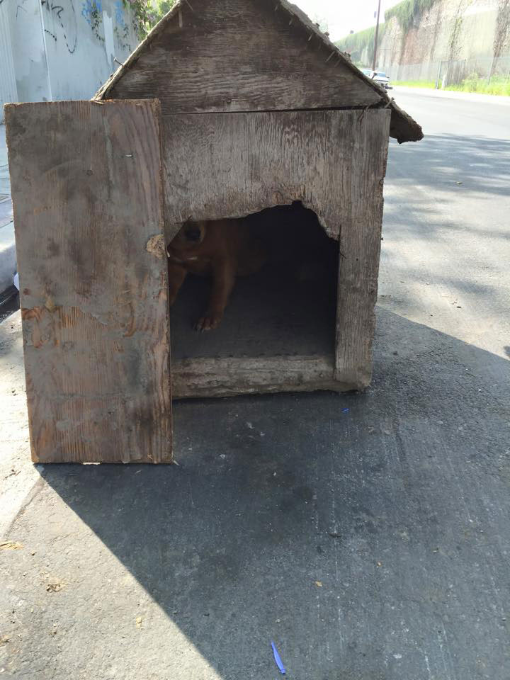 Dog Left Nailed-Up In Dog House