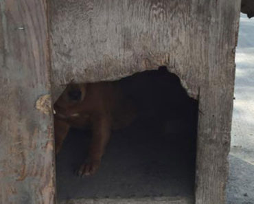 Dog Left Nailed-Up In Dog House