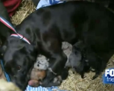 Hero The Dog Saves 10 Sick Puppies