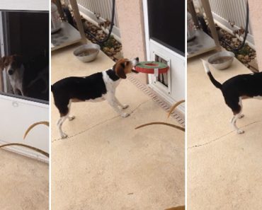 Determined Beagle Doesn't Stop Until She Gets Her Toy!