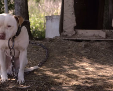 These Dogs Were Rescued From Dog Fighters. The Gratitude They Show Is Unforgettable.