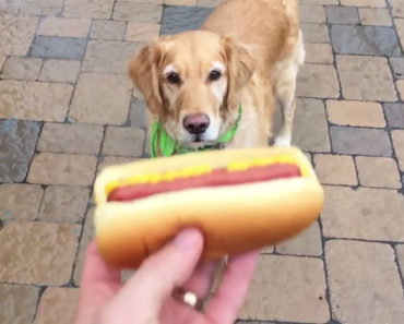 Fritz The Golden Retriever is WAY OFF Trying to Catch Food