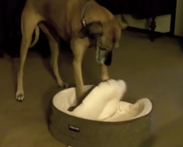 Giant Great Dane Tries To Squish Herself Into a Tiny Dog Bed