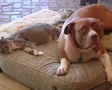 See How Jack the Pit Bull Saved Kitty's Life from Coyotes