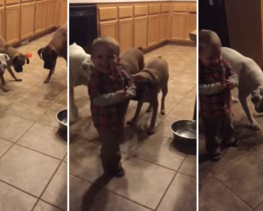 3 Dogs, A Baby, and A Laser. I Can't Stop Laughing!