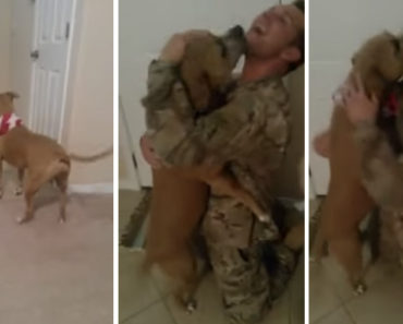 Simba Is One Happy Dog When His Solder Dad Comes Home