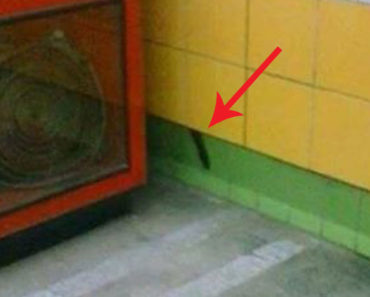Biso The Cat Was Rescued After Being Stuck Behind A Subway Wall For 5 Years