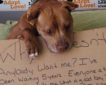 Chester The Pit Bull Waited 5 Years To Be Adopted, Until This Happened