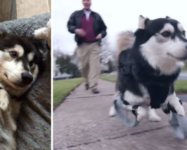 Dog With Deformed Legs Given Chance To Run With 3D Printed Prosthetics