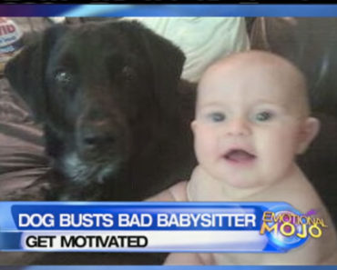 Dog Saved A Baby From Abusive Babysitter