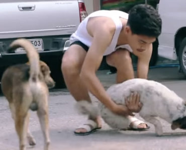 Man Bathes Stray Dogs in Thailand