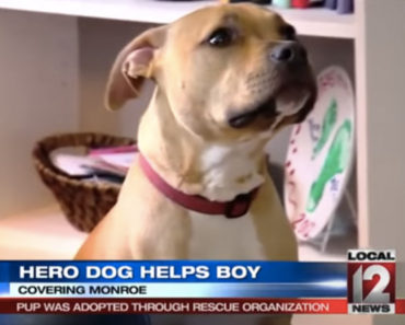 Rescued Pit Bull Returns Favor By Saving 10 Year Old Boy