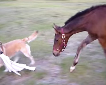 Horse and Dog Playing Tag