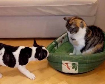 French Bulldog Bed Stolen By Cat