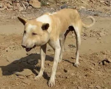 abscess dog rescued