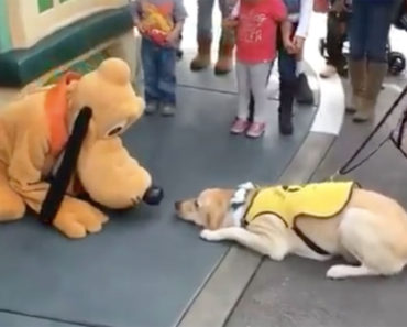 Service Dog meets his idol Pluto at Disneyland