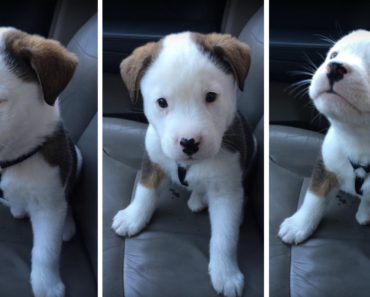 Puppy Tries To Attack His Own Hiccups