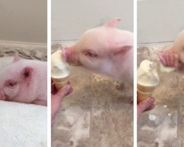 Mini Pig Loves Ice Cream
