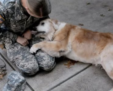 This Elderly Dog Cried When His Soldier Human Came Home