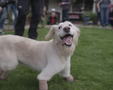 Dog Escaped Meat Market Now On Track To Become Therapy Dog