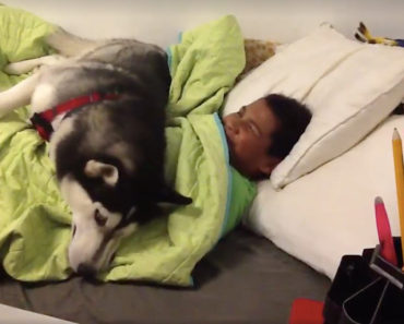 Husky Won't Let His Human Out Of Bed