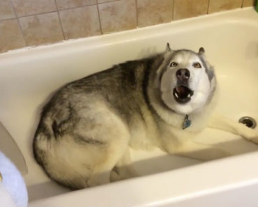Zeus Husky bath time