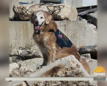 Last Surviving 9/11 Search Dog Dies At Age 16