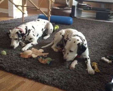 Dalmatian loses toy