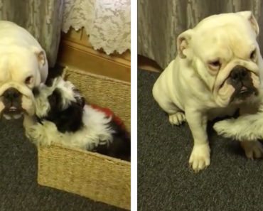 Lady the Deaf Bulldog gets pampered by Shih Tzu Puppy