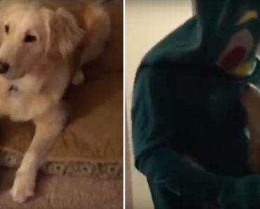 Gumby Dog Video